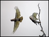 western_corella_217328