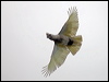 western_corella_217329