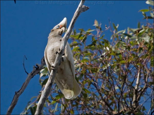 Western Corella western_corella_217230.psd