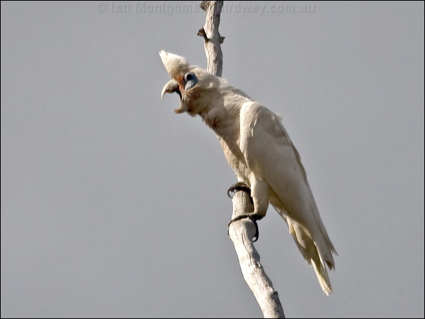 Western Corella western_corella_217296.psd
