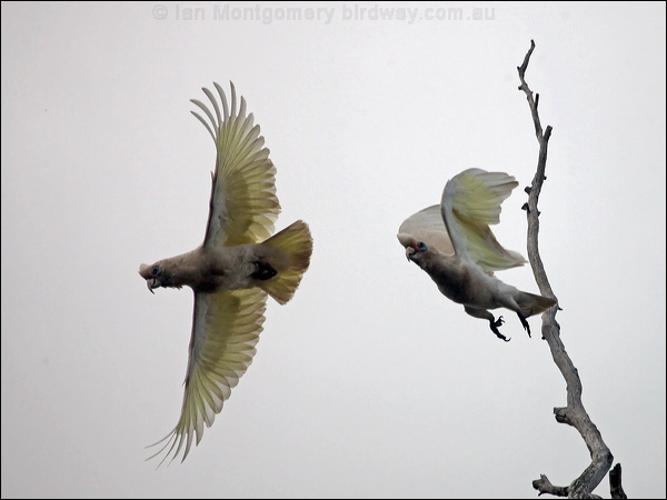 Western Corella western_corella_217328.psd