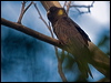 Click here to enter gallery and see photos of Yellow-tailed Black Cockatoo