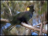 yetail_blk_cockatoo_127929