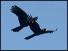 yetail_blk_cockatoo_154643
