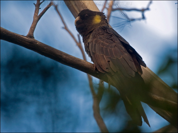 Yellow-tailed Black Cockatoo yetail_blk_cockatoo_127924.psd