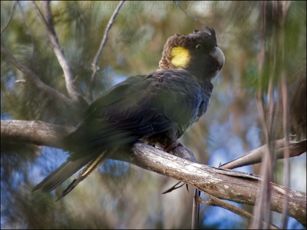 Yellow-tailed Black Cockatoo yetail_blk_cockatoo_127929.psd