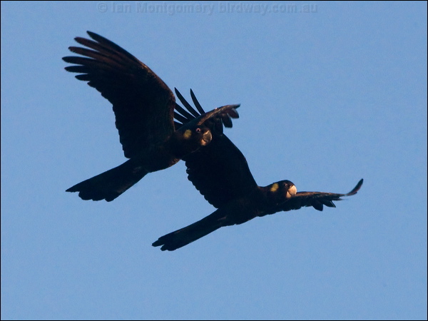 Yellow-tailed Black Cockatoo yetail_blk_cockatoo_154643.psd