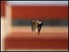 lapland_longspur_66038