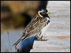 lapland_longspur_67305