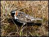 lapland_longspur_67312