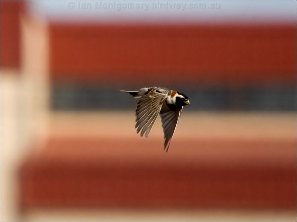 Lapland Longspur lapland_longspur_66038.psd