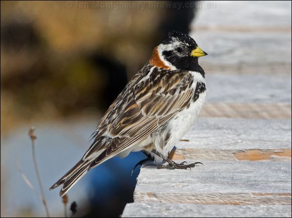 Lapland Longspur lapland_longspur_67305.psd