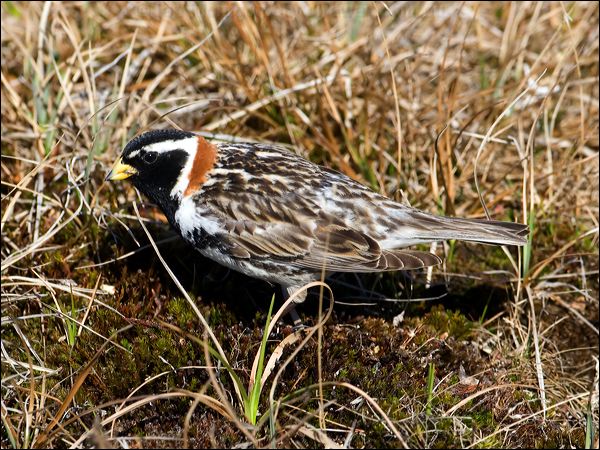 Lapland Longspur lapland_longspur_67312.psd