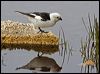 snow_bunting_65920