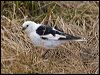 snow_bunting_65947