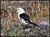 Click here to enter gallery and see photos of: Snow Bunting; Lapland Longspur.