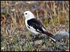 snow_bunting_67151