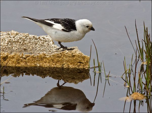 Snow Bunting snow_bunting_65920.psd