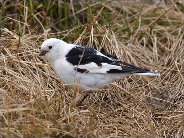 Snow Bunting snow_bunting_65947.psd