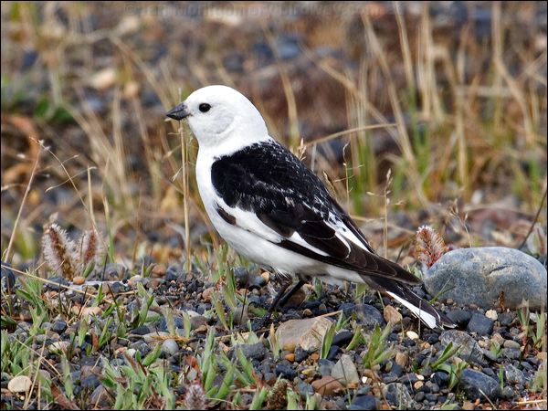 Snow Bunting snow_bunting_67151.psd
