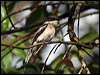 Bar-winged Flycatcher-shrike barwiflycatchershrike_55783.psd