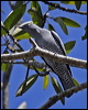 barred_cuckooshrike_11437