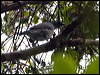 barred_cuckooshrike_121024