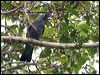 barred_cuckooshrike_121089