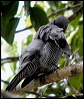 barred_cuckooshrike_14232