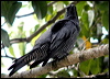 barred_cuckooshrike_14233