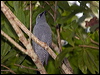 barred_cuckooshrike_167903