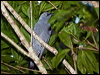 barred_cuckooshrike_167907