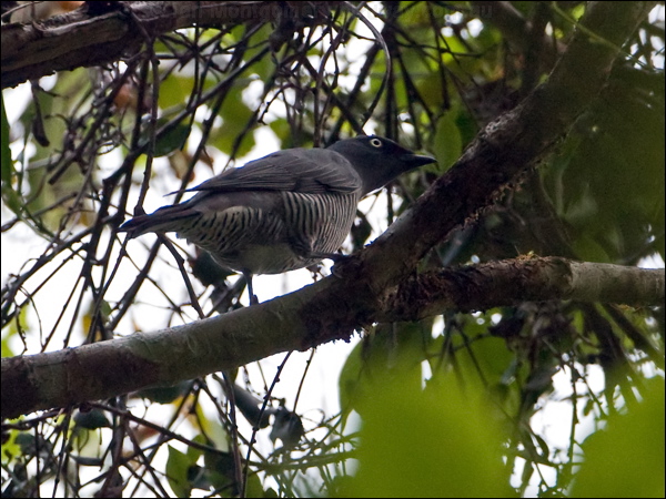 Barred Cuckooshrike barred_cuckooshrike_121024.psd