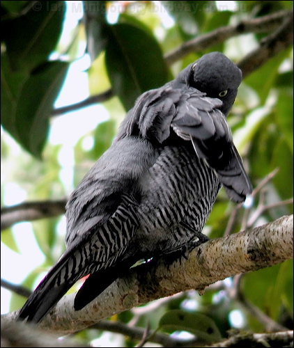 Barred Cuckooshrike barred_cuckooshrike_14232.psd