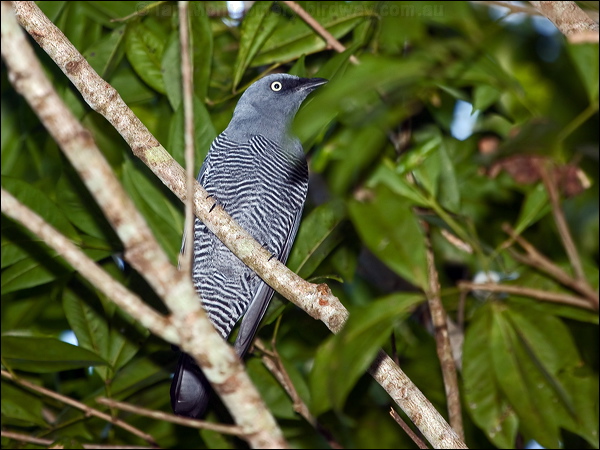 Barred Cuckooshrike barred_cuckooshrike_167907.psd