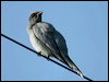blkfacecuckooshrike_03216