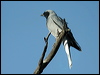 blkfacecuckooshrike_10321