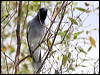 blkfacecuckooshrike_32028