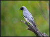 Click here to enter gallery and see photos/pictures/images of Black-faced Cuckooshrike