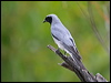 blkfacecuckooshrike_42812