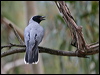 blkfacecuckooshrike_59275