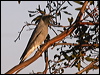 blkfacecuckooshrike_88157