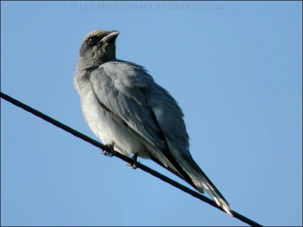 Black-faced Cuckooshrike blkfacecuckooshrike_03216.psd