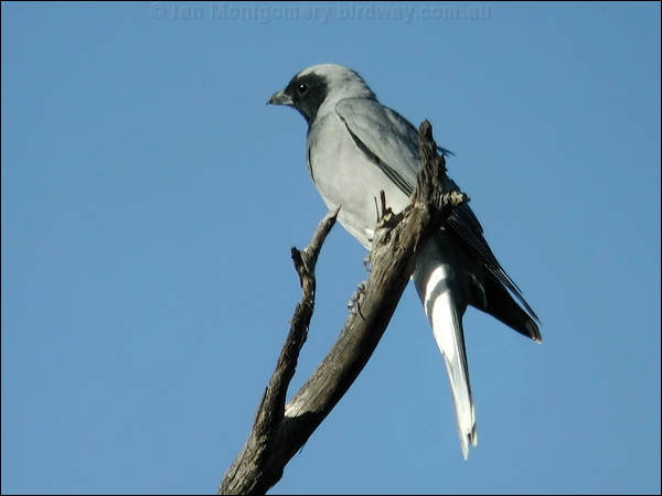Black-faced Cuckooshrike blkfacecuckooshrike_10321.psd
