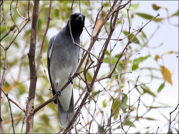 Black-faced Cuckooshrike blkfacecuckooshrike_32028.psd