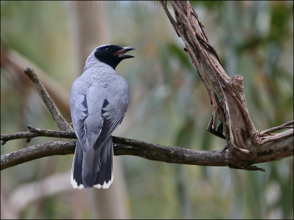 Black-faced Cuckooshrike blkfacecuckooshrike_59275.psd
