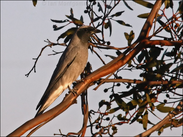 Black-faced Cuckooshrike blkfacecuckooshrike_88157.psd