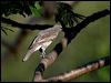 cicadabird_03913