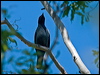 cicadabird_115991