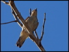 cicadabird_180821